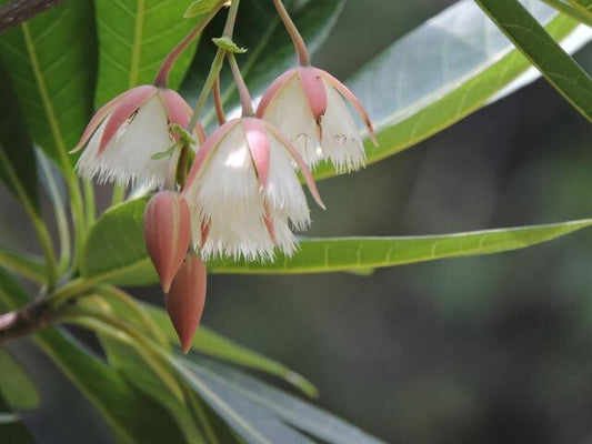 Seeds Rudraksh Live Plant