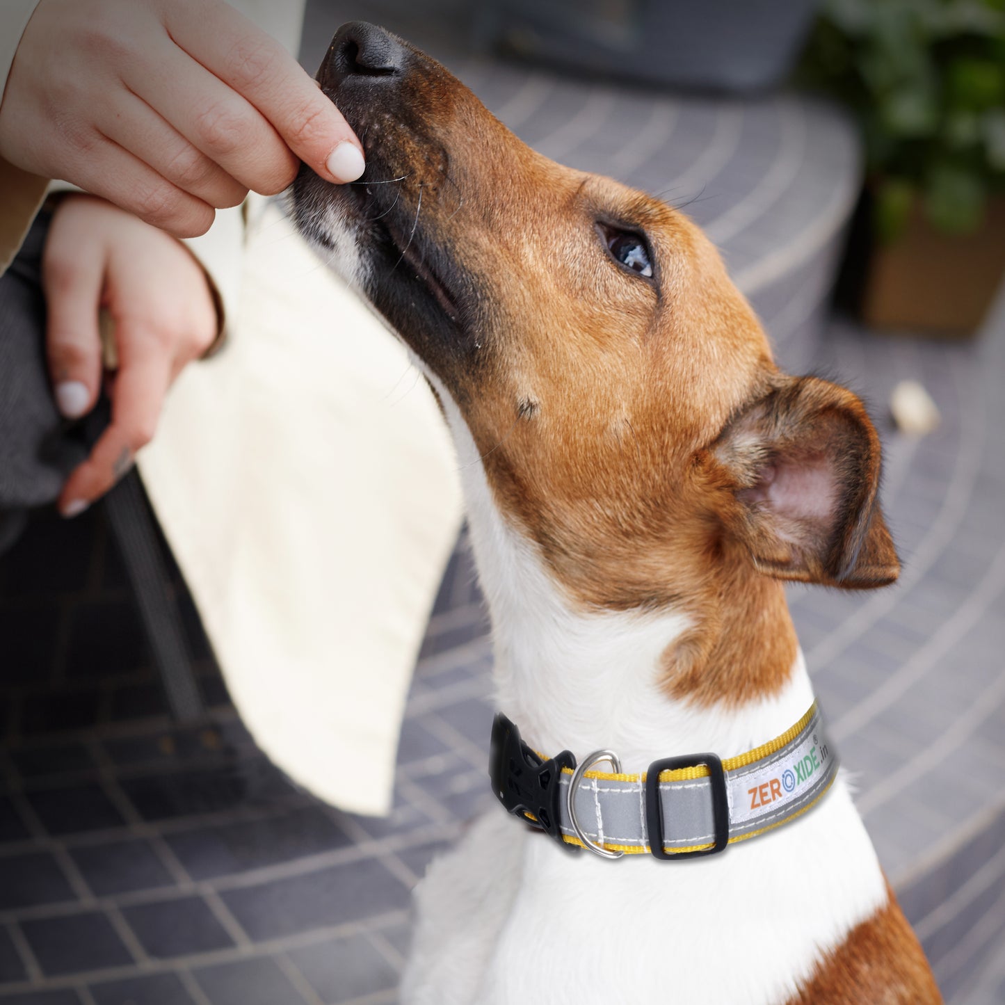 ZEROXIDE Reflective Dog Collars Belts, Pack of 5, Multicolor - Assorted (BRT-TK-5)